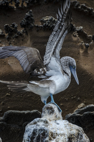 Into Flight