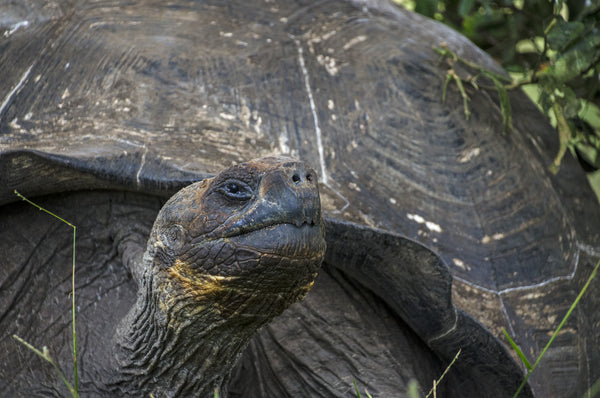 Land Tortoise