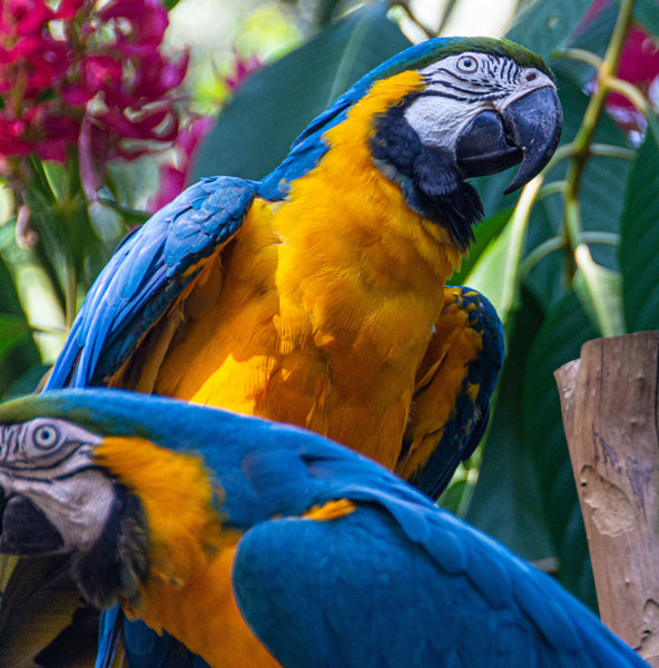 Macaws