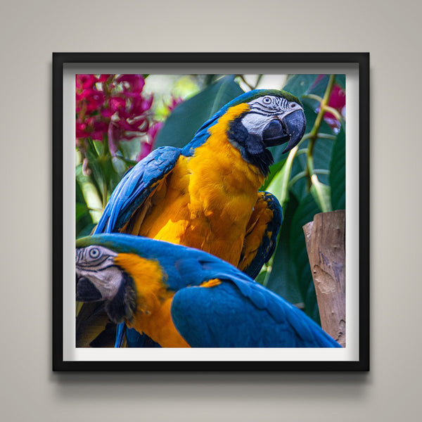 Macaws