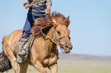 Magnificent Gobi Horse