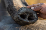 Mahout and His Elephant