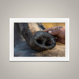 Mahout and His Elephant