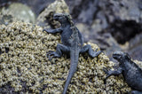 Marine Iguanas