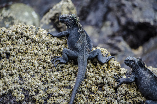 Marine Iguanas