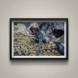 Marine Iguanas