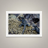 Marine Iguanas