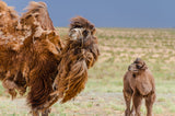 Mom and Baby Bactria