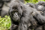 Mom on the Move