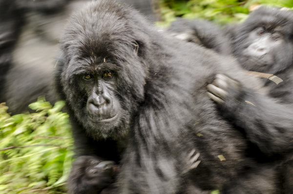 Mom on the Move