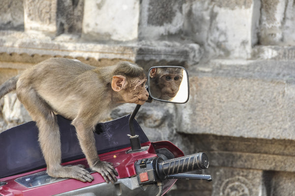 Monkey Man