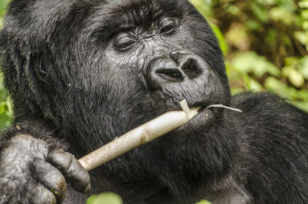 Munching on Bamboo