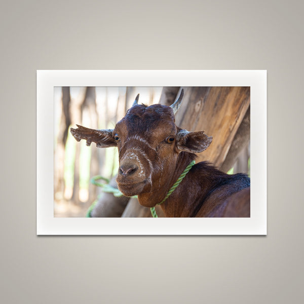 My Goat - Omo Valley