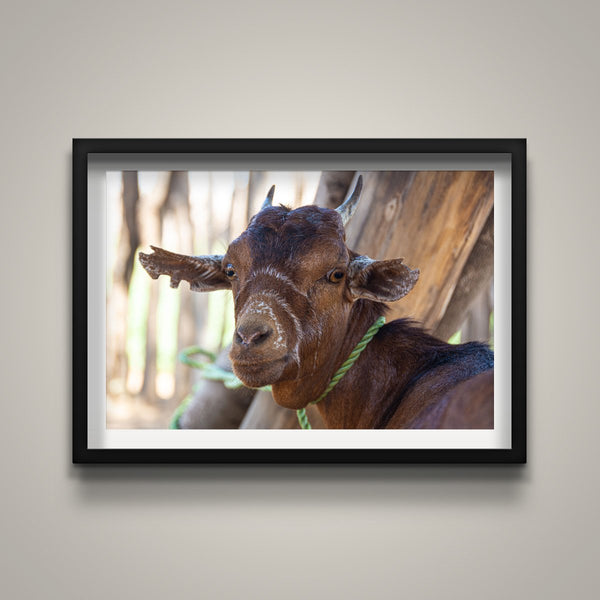 My Goat - Omo Valley
