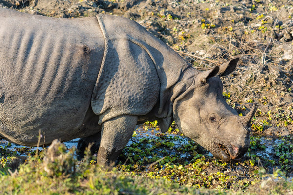 One Horned Rhino