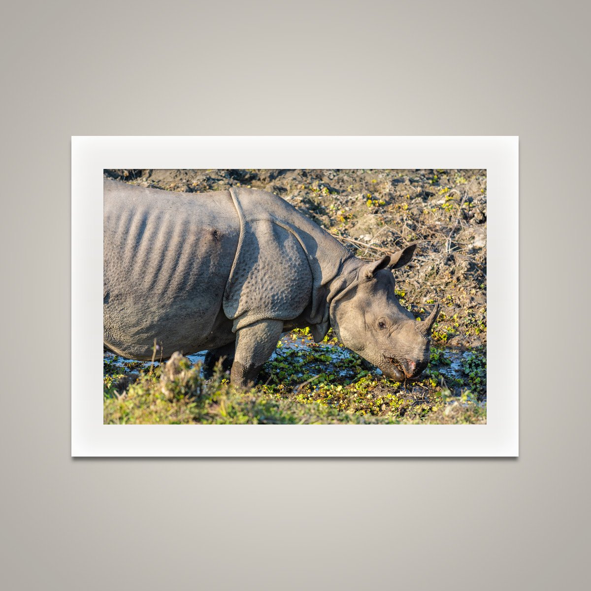 One Horned Rhino