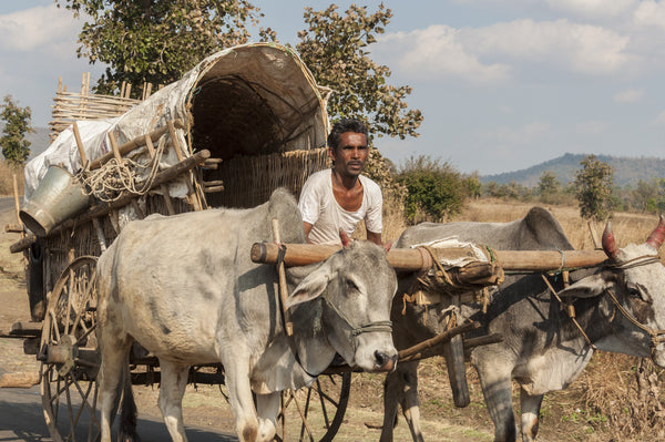 Oxen Caravan