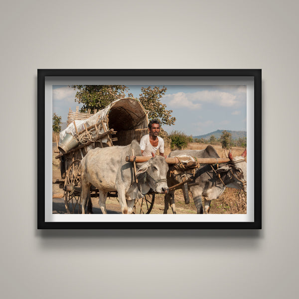 Oxen Caravan