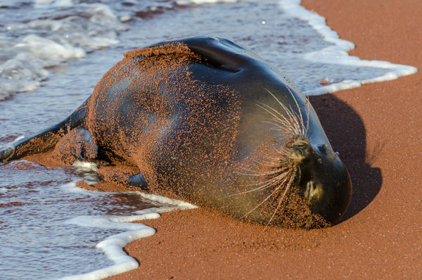 Relaxing in the Surf
