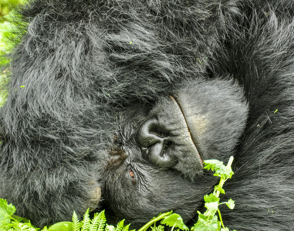 Resting