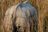 Rhino Armour