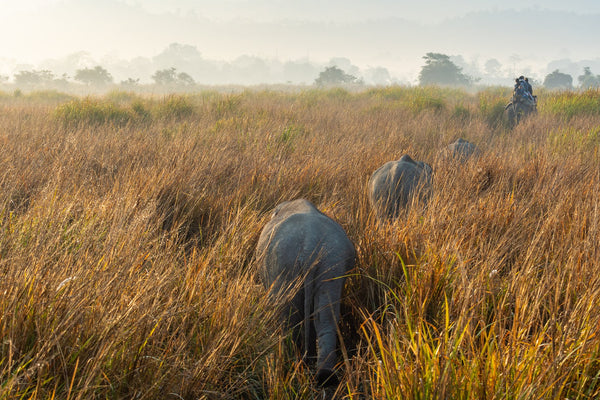 Ride in the Morning Mist