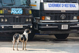 Street Dog in Charge