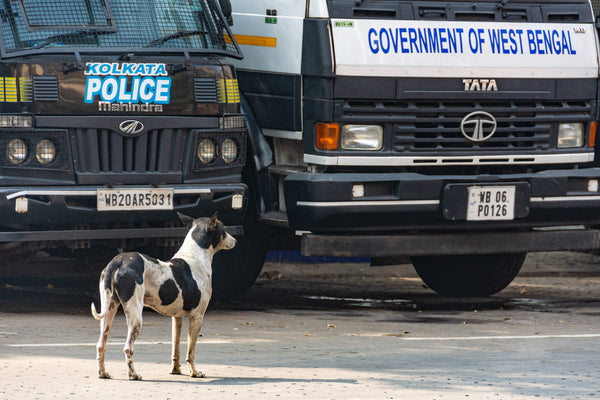 Street Dog in Charge