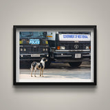 Street Dog in Charge