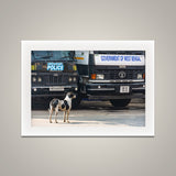 Street Dog in Charge