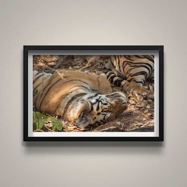 Tigers at Rest