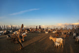 With the Herd - Omo Valley