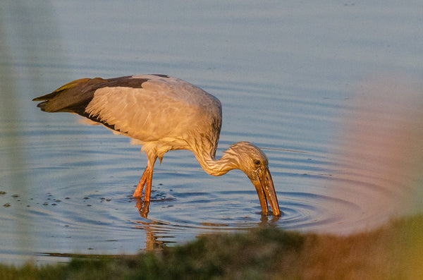 Yellow Billed Stork