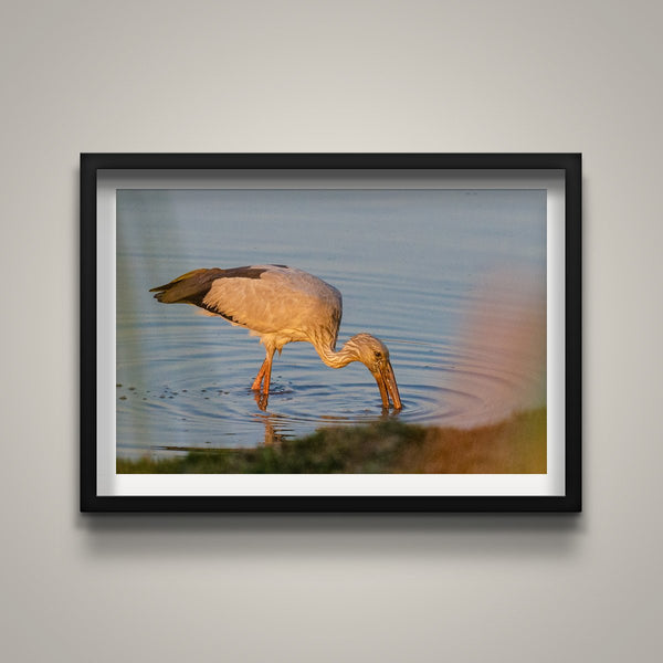 Yellow Billed Stork